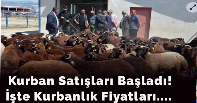 Kurban satışları başladı! İşte kurbanlık fiyatları....