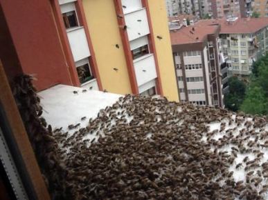 Arılar şehri bastı, insanlar evden dışarı çıkamadı